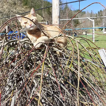 Lunzferien Lunz am See