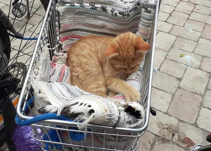 Lunzferien Pensión 3*