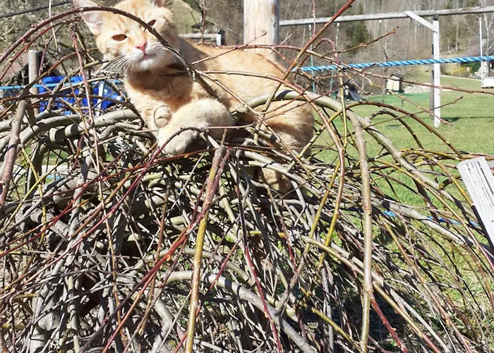 Lunzferien Lunz am See